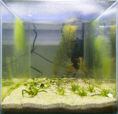  Day 45 - Aquarium C with liquid carbon