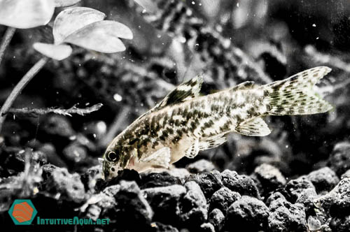 aquascape intuitiveaqua net